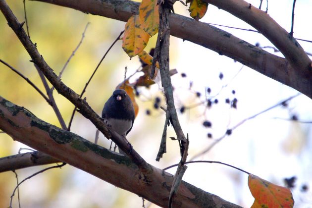 junco in tree