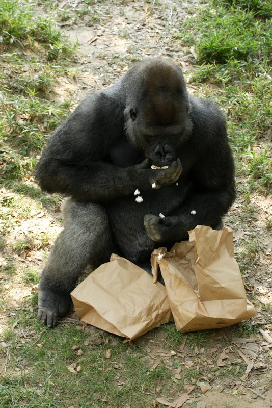 gorilla with popcorn