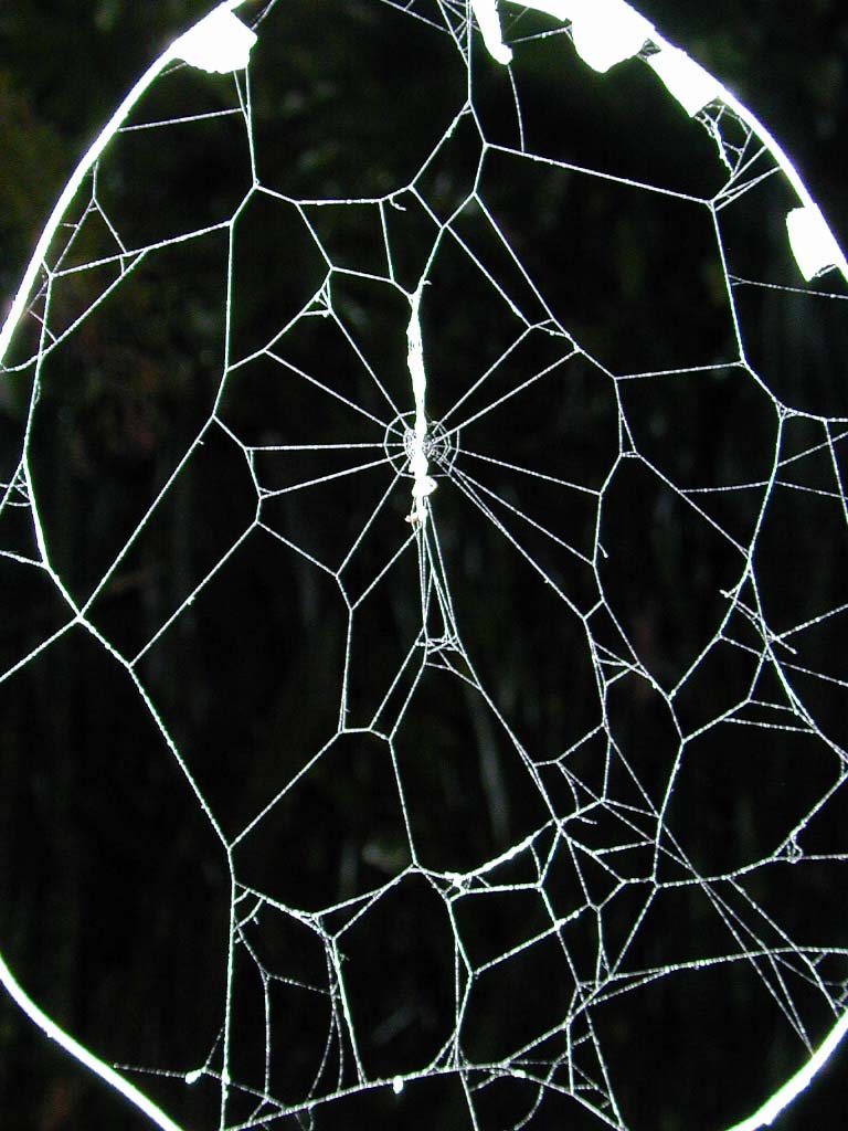 A highly-modified web spun by an orb weaving.