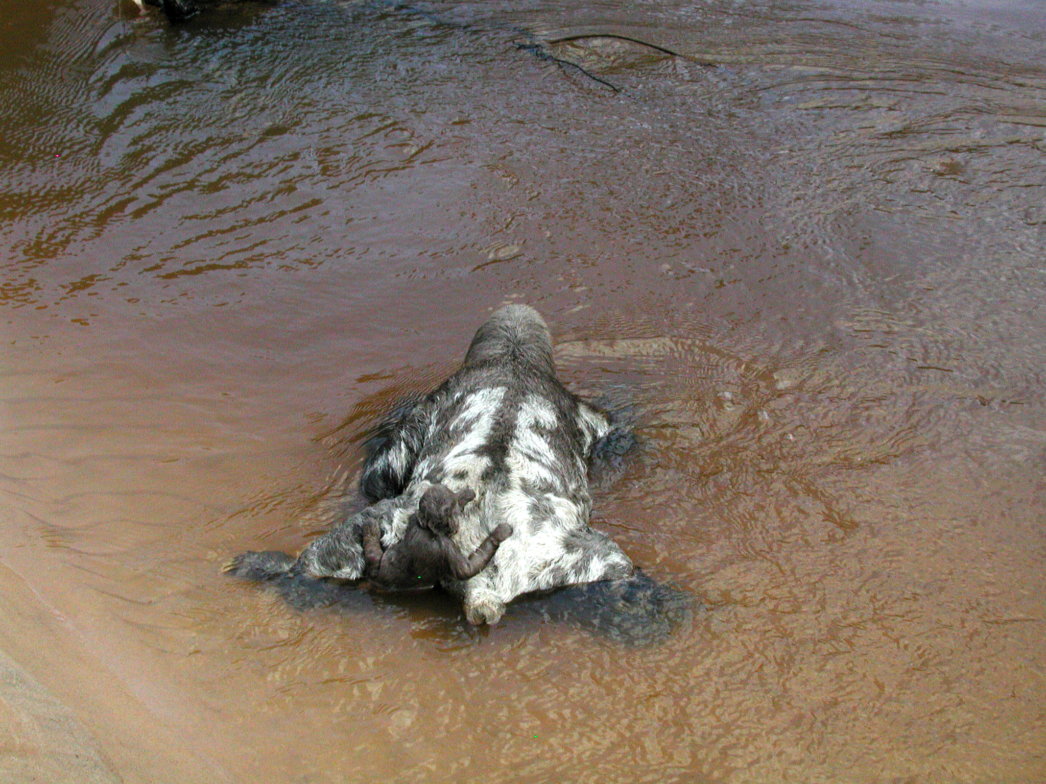 small sloth entering water