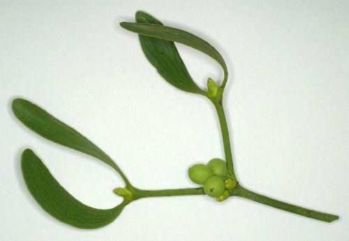 green sprig of plant with green berries
