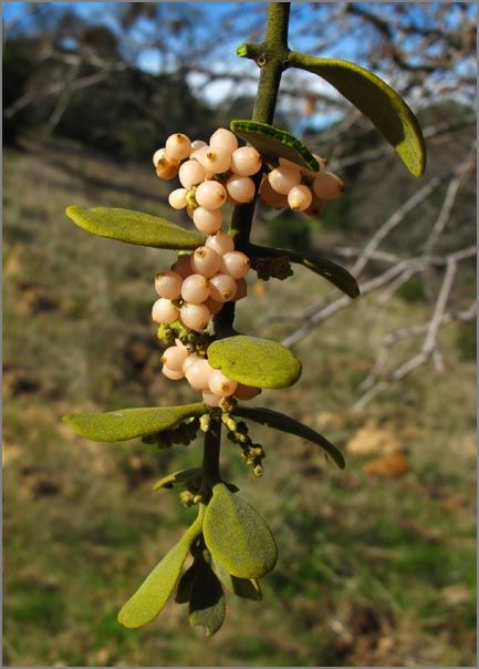 cream berries on green stem