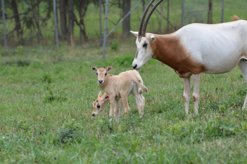 An oryx with two calves stands on grass.