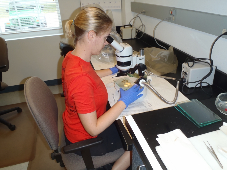 A woman in a red shirt sits at a desk and looks through a microscope.