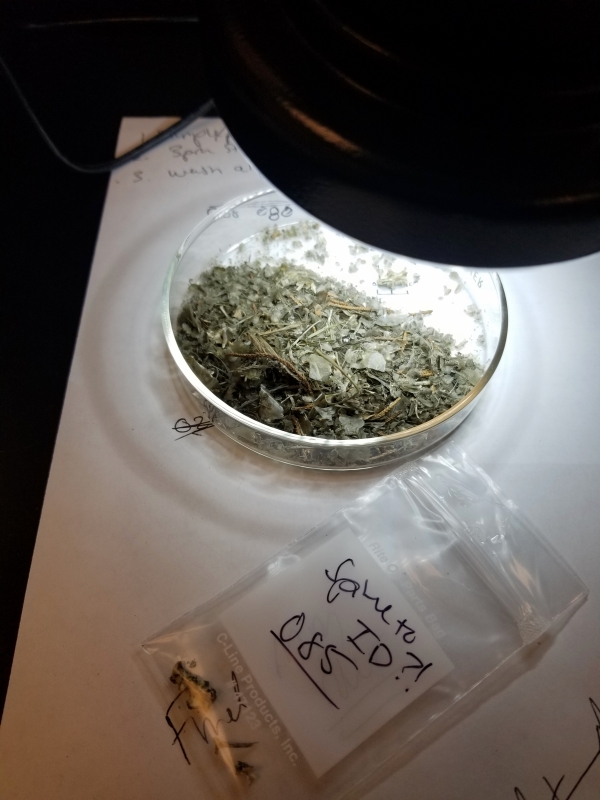 A petri dish full of river otter scat.