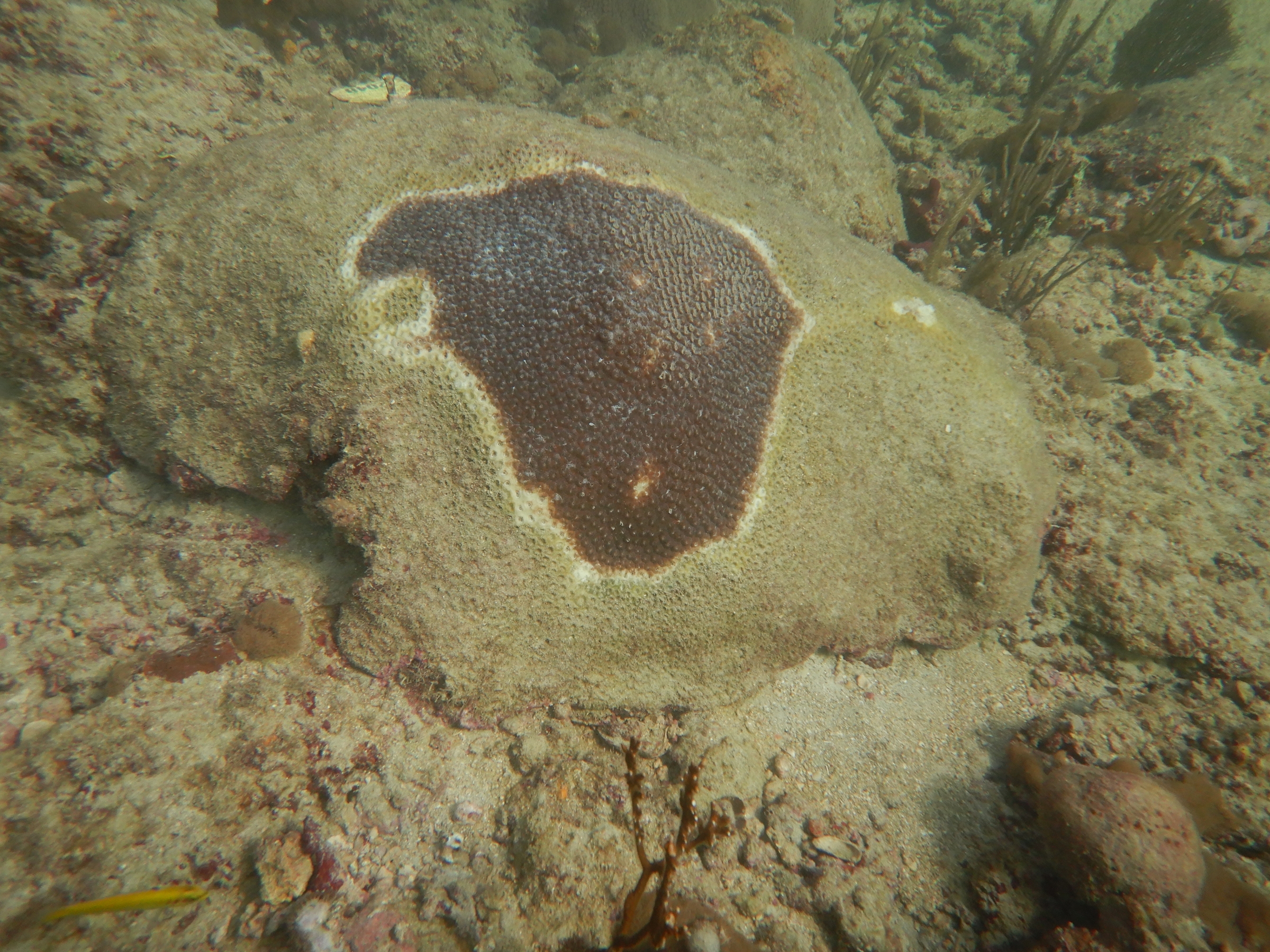 Brown stony coral with bleaching from coral disease.