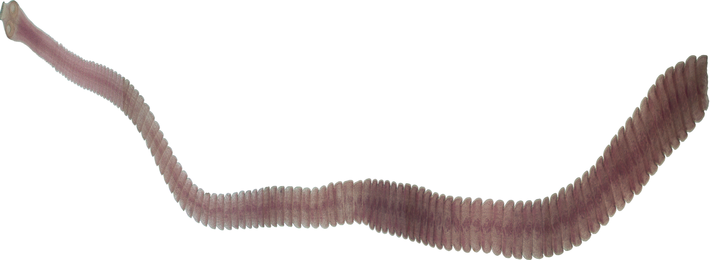 long pink tapeworm