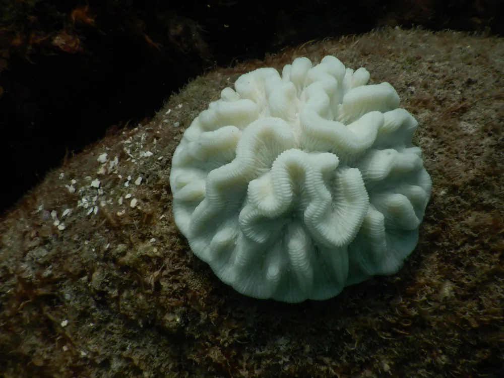 A small white coral sits on a dark rock. 