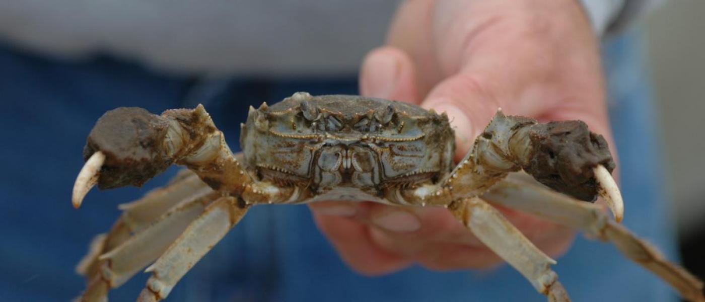 A human hand holding up a brown crab.