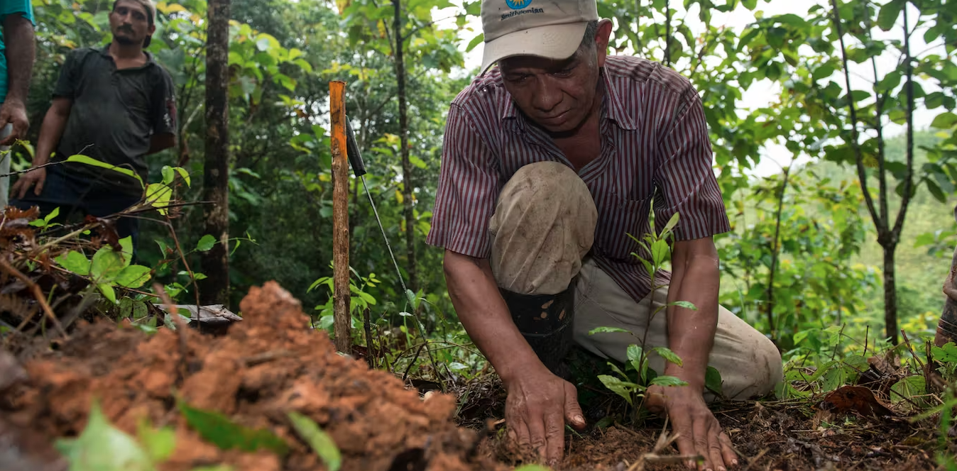 A man kneels on the ground to plant a sapling.