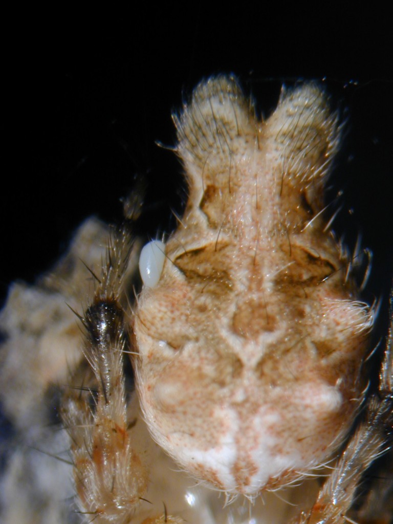 A wasp egg on the abdomen of an orb weaving spider.