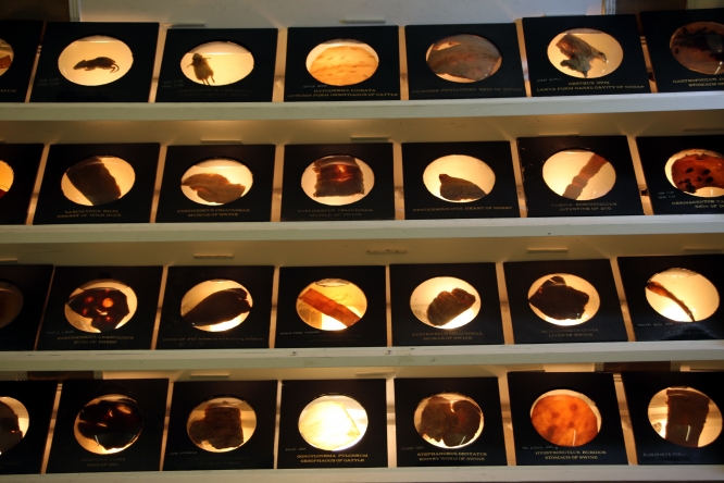 parasites in storage