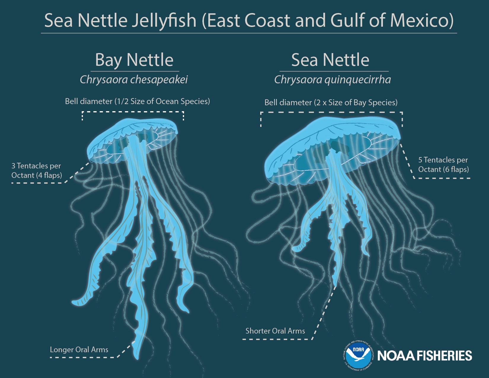 graphic showing differences in nettles