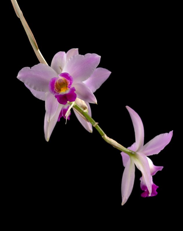 delicate pink orchid