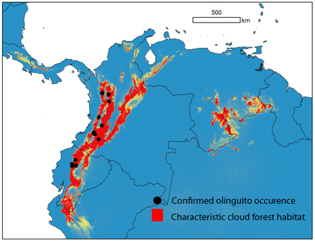 The olinguito is so far known only from cloud forest habitats in Colombia and Ecuador, but future investigations might show that it occurs in similar habitats in other South American countries.