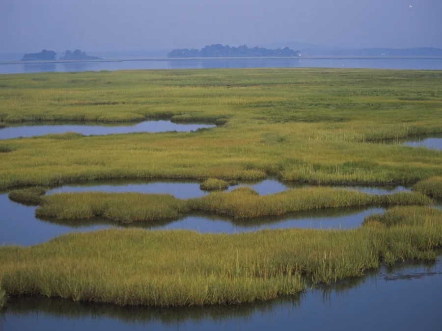 Pools of water flood a green marsh, under a misty sky.