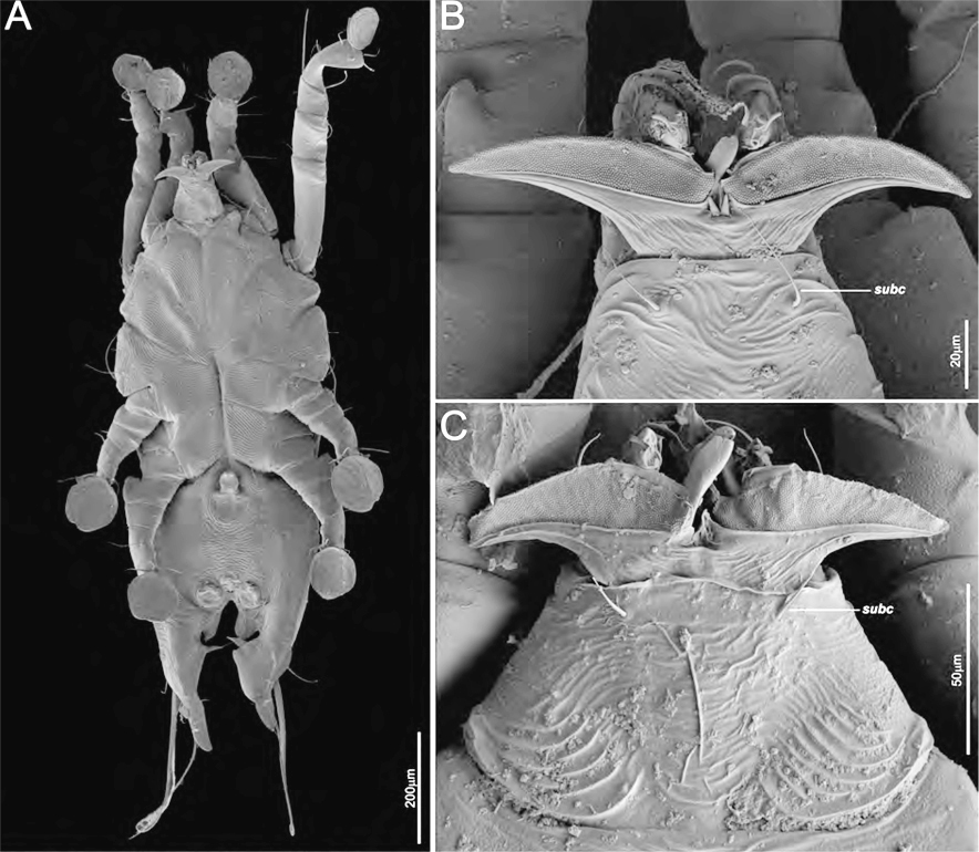 Michaelia-neotropica