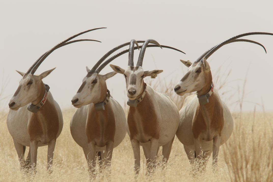 Four oryx stand in grassland.