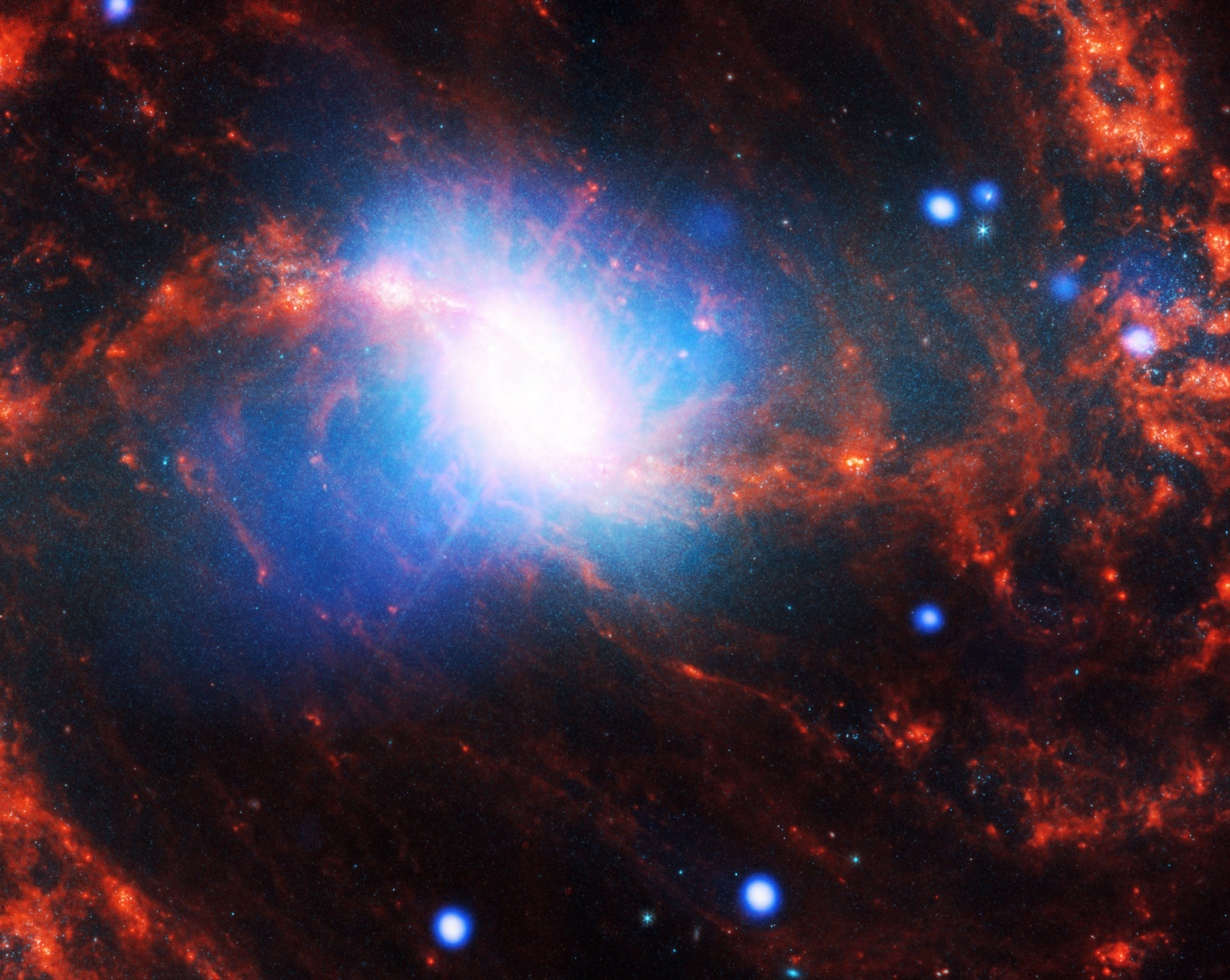 This composite image features a close look at the supermassive black hole at the heart of the spiral galaxy known as NGC 1365. The brilliant black hole glows white at the center of the image, its outer edges tinted bright blue. From this core, two thick ropey red arms spiral out. Continuing their spiral curves, the arms extend well beyond the edges of the frame. Dotting the image are a series of white spots with neon blue outer edges. These are stars paired with smaller black holes or neutron stars, observed by Chandra. 