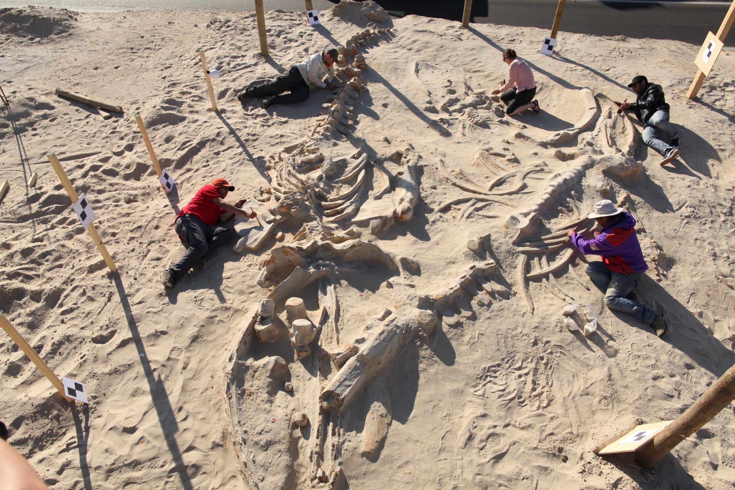 A Smithsonian paleontology team studies three overlapping fossil whale skeletons in Cerro Ballena, Chile in 2011.