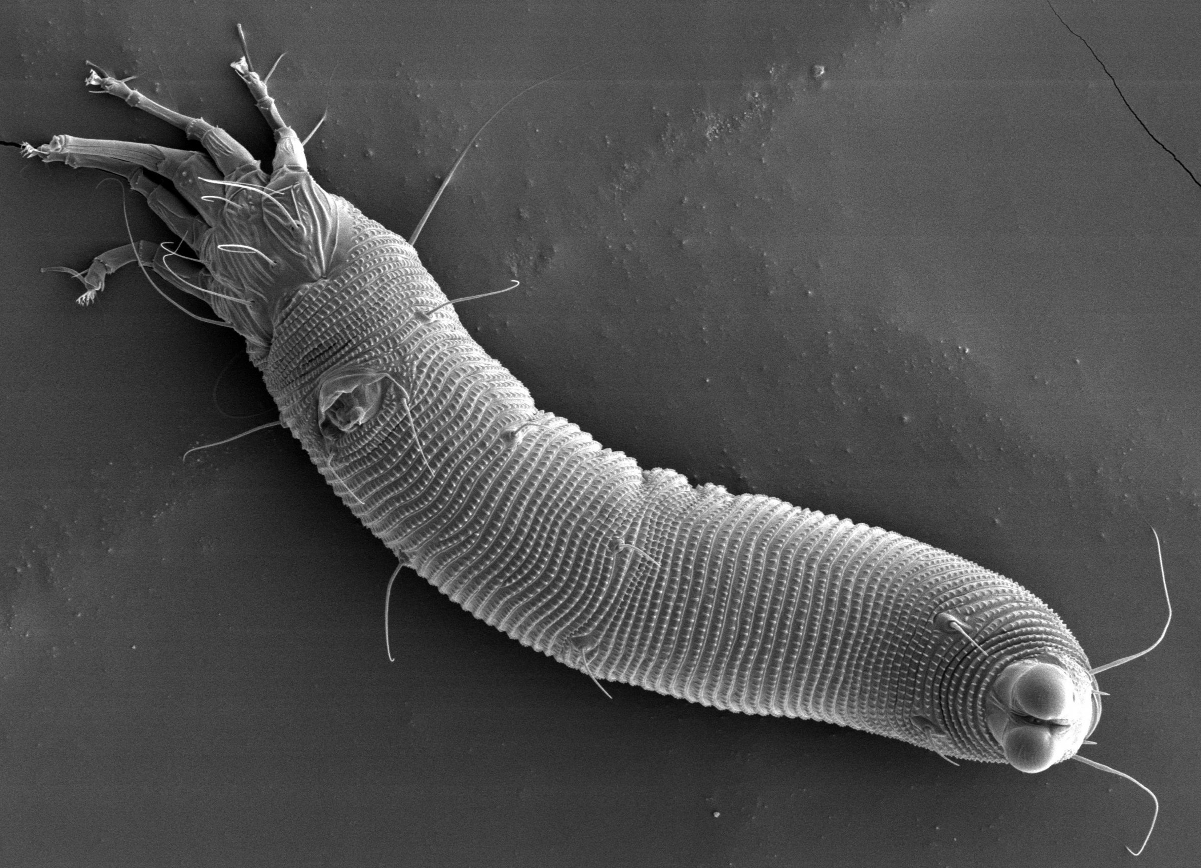 Novophytoptus Juncus