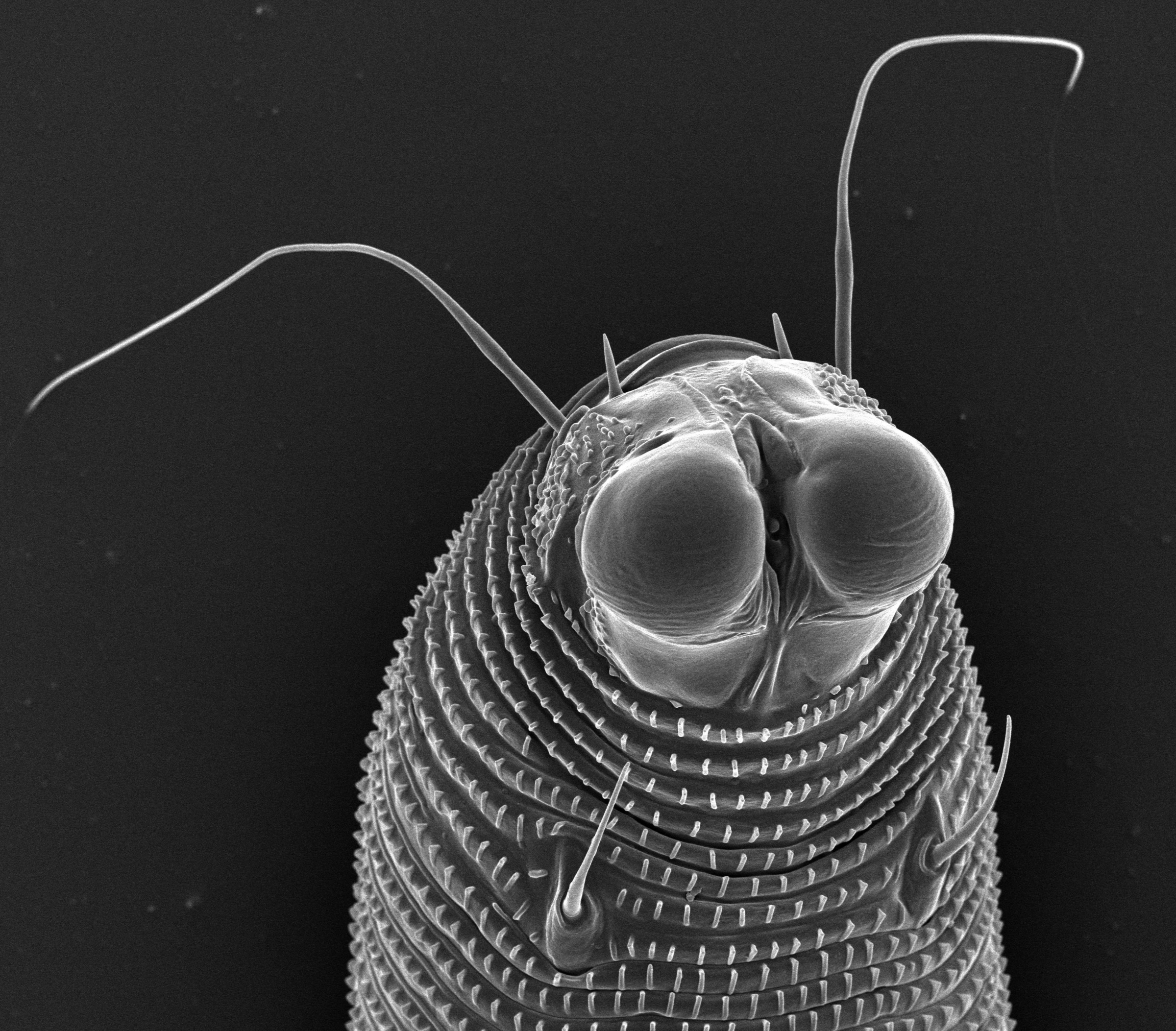 Novophytoptus Juncus