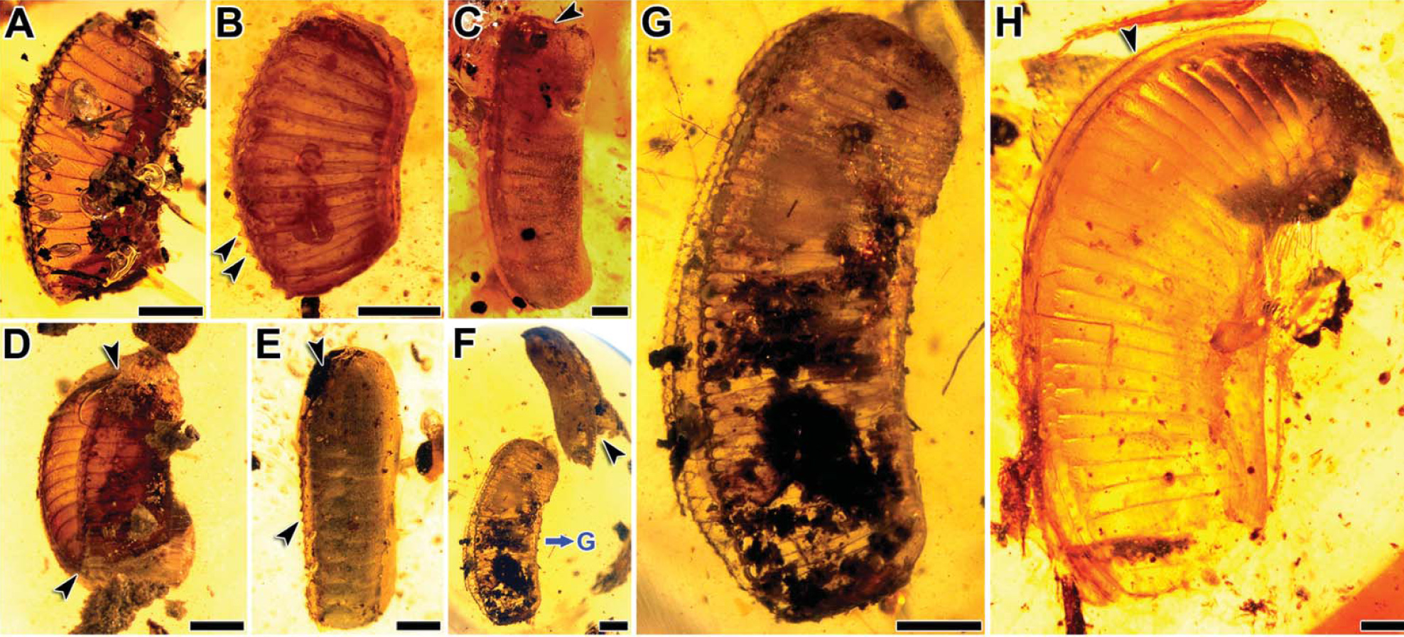 amber fossil samples