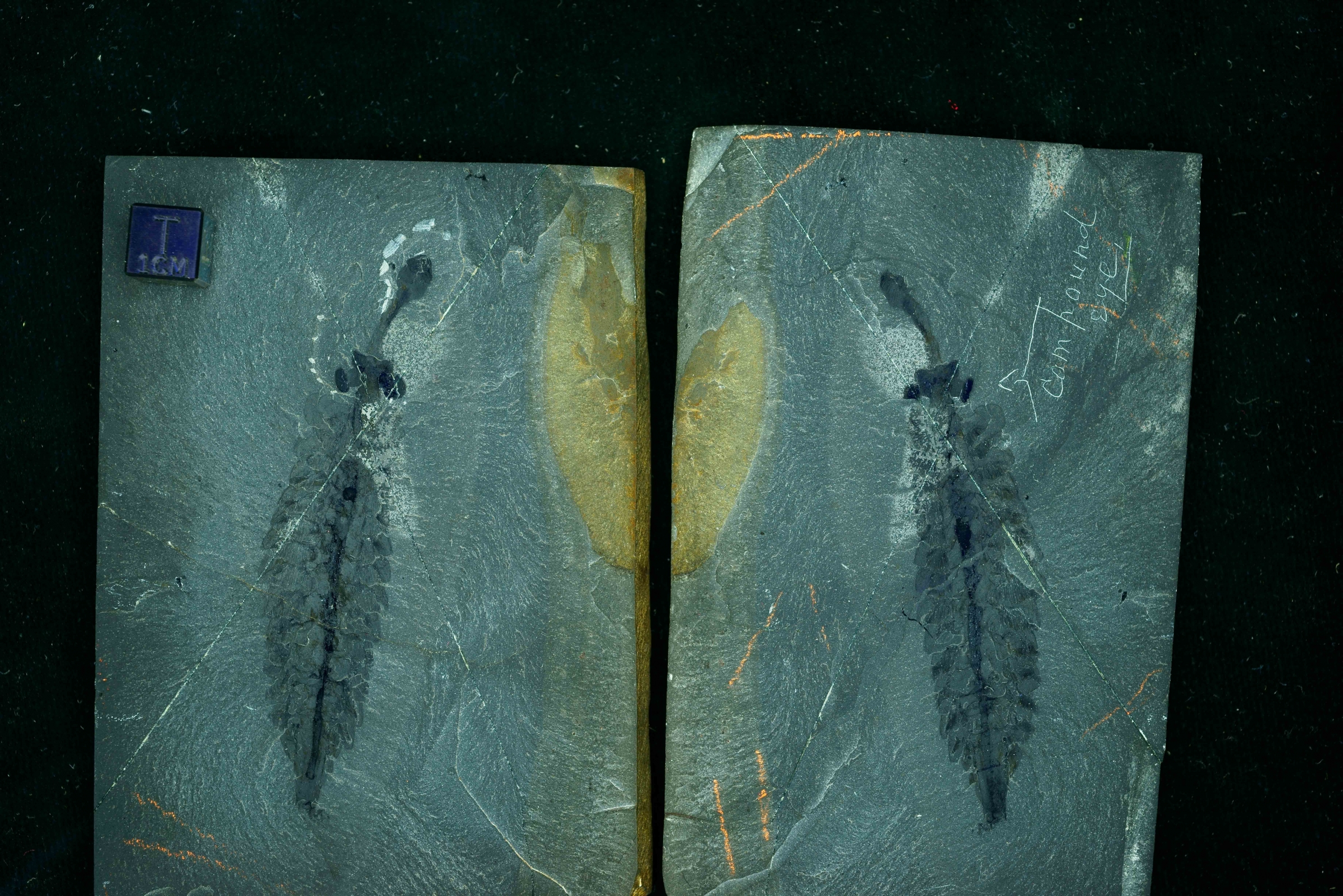 Opabinia regalis, an example of a well-preserved arthropod from the Burgess Shale in Canada. (Photo by Mark Eklund)