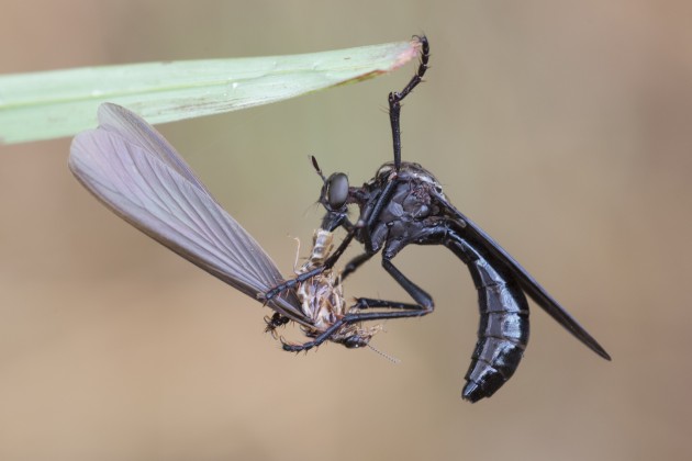 An a ssassin fly ("Pegesimallus sp.") eating a termite by sucking its dissolved tissue (Photo by Rob Felix)