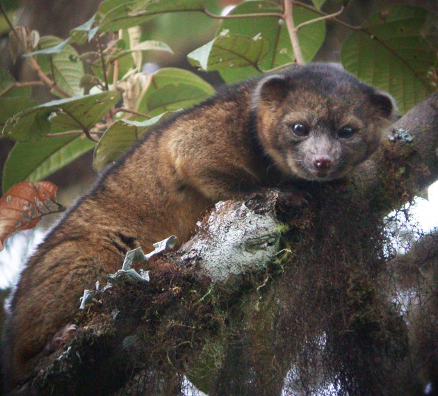 1 photo of Olinguito