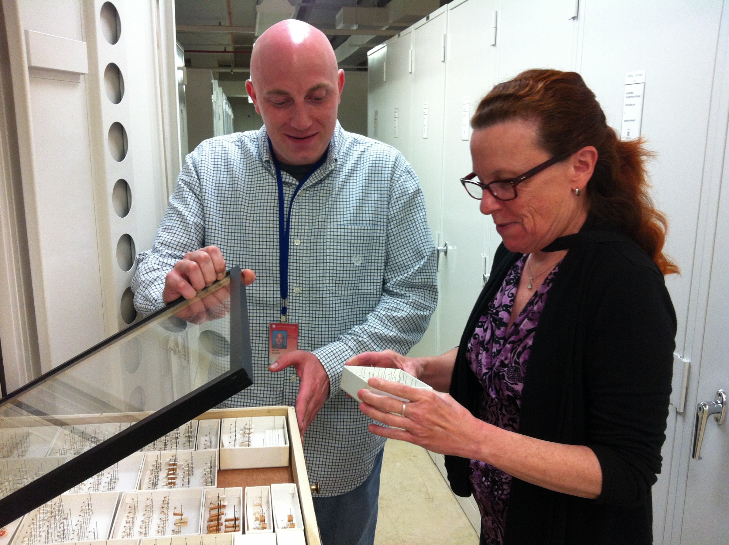 "A. Aegypti" specimens from the mosquito collection at the Smithsonian's Museum Support Center.