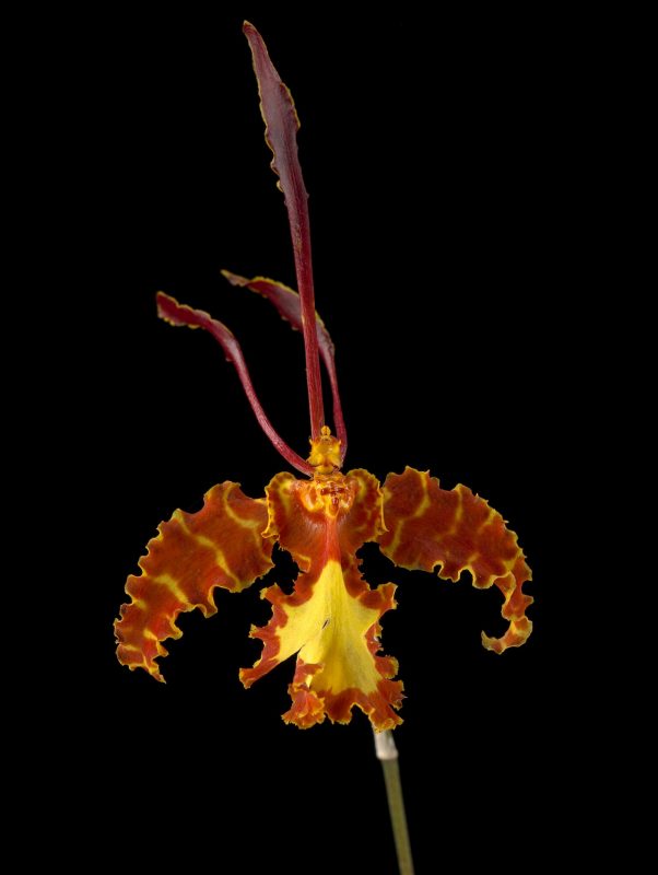 yellow and orange tipped orchid