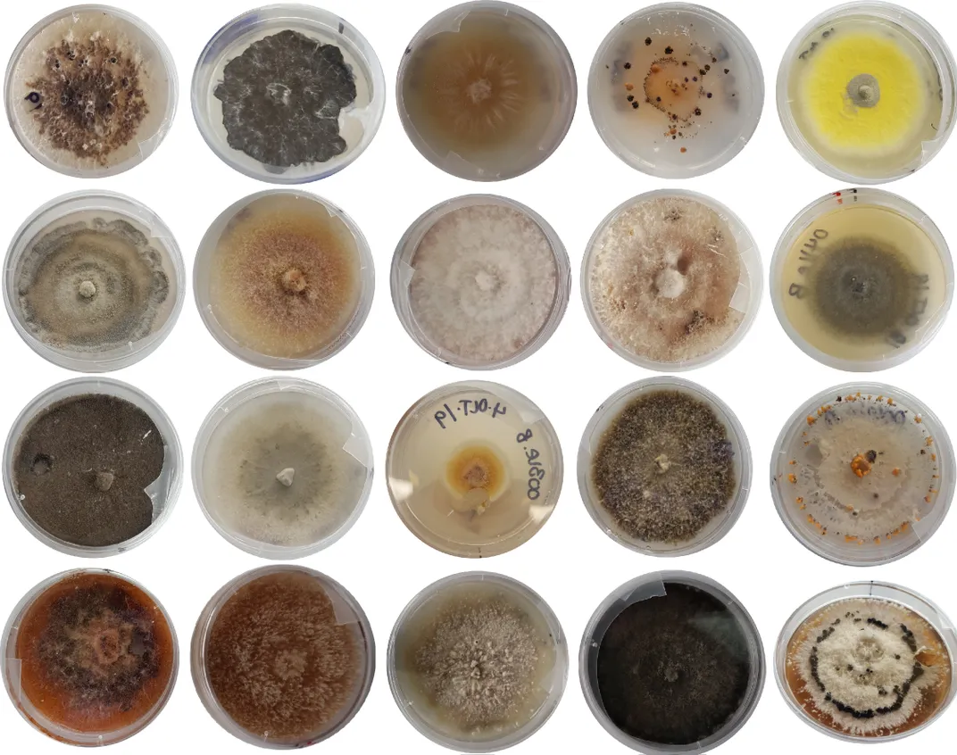Fungi growing in petri dishes.