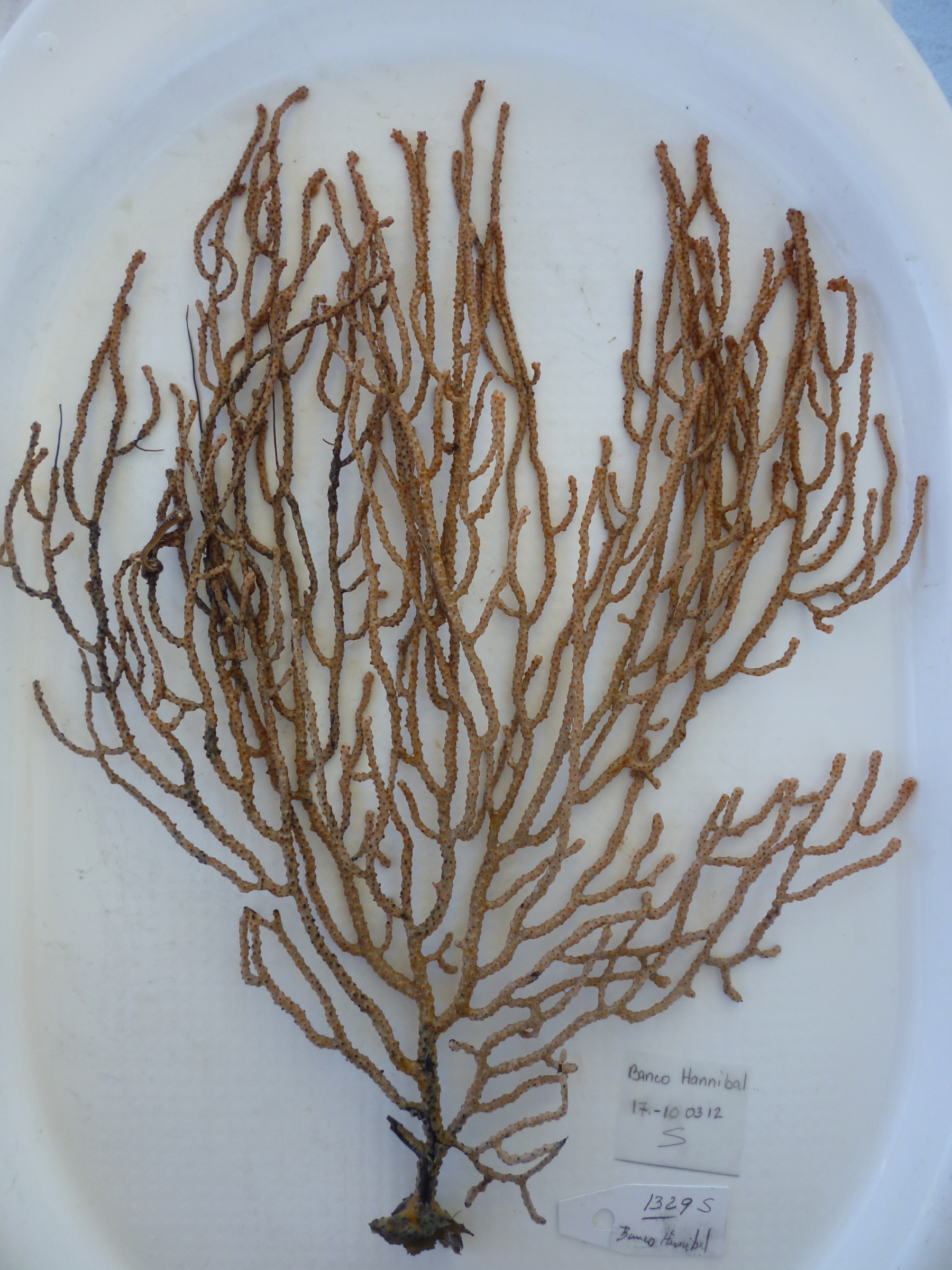 A brown stony coral with a white background.