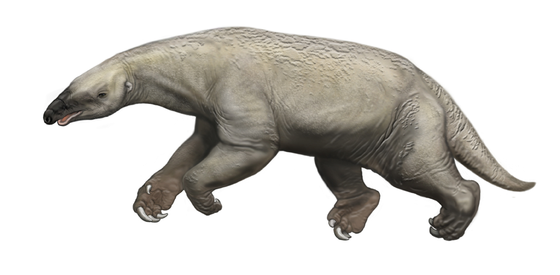 Thalassocnus illustration