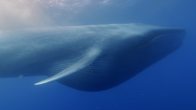 Side view of a large blue whale underwater.