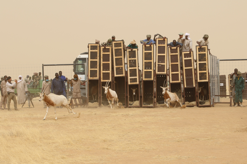 Oryx being released into the wild from several wooden boxes.