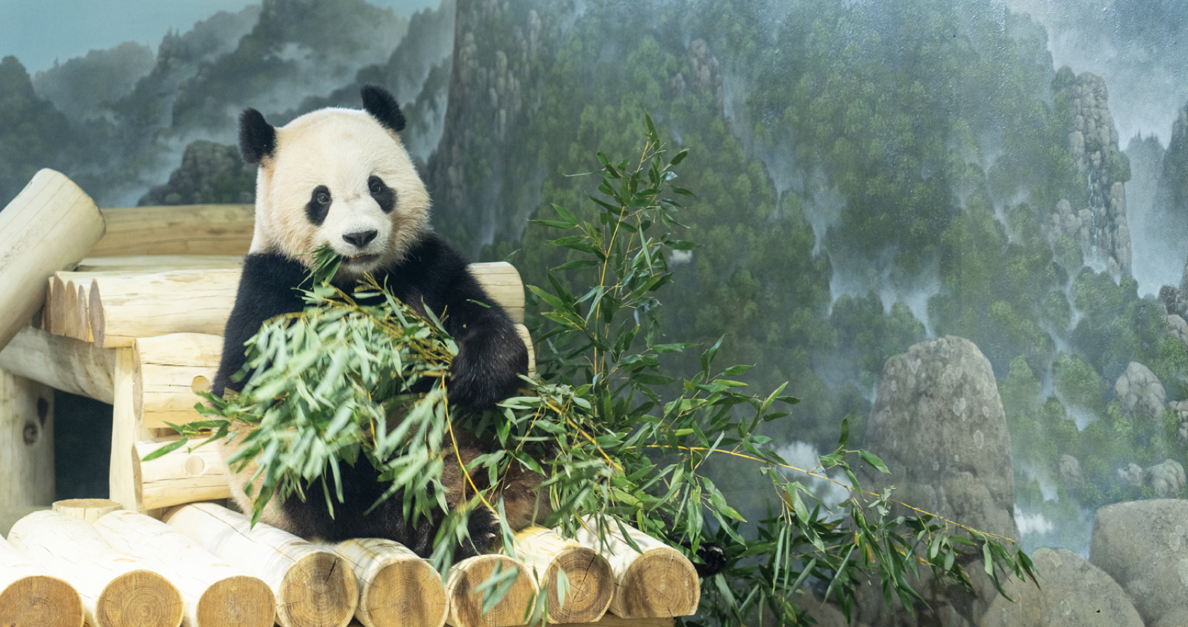 panda chewing on bamboo 