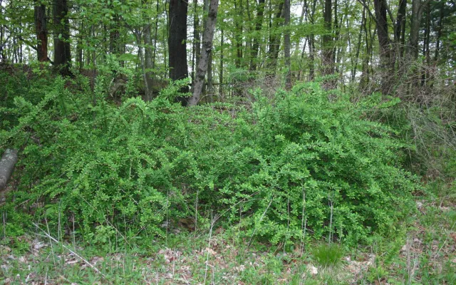 Japanese barberry in a forest