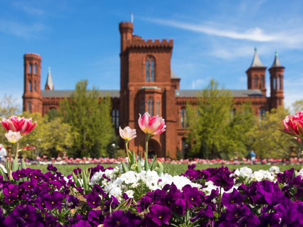 Smithsonian Castle in spring with bright pink tulips
