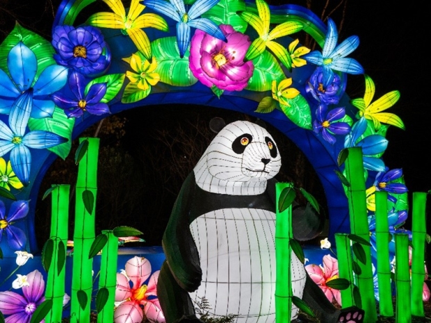 A light display in various colors showing a panda under an arch with flowers.