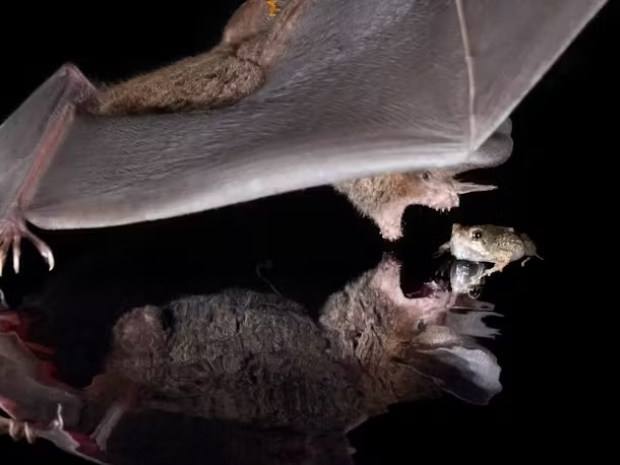 A bat with its wings spread and teeth showing in open mouth lunges toward a small frog. 
