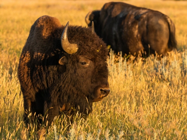 Two large bison stand in a field of yellow wildflowers.