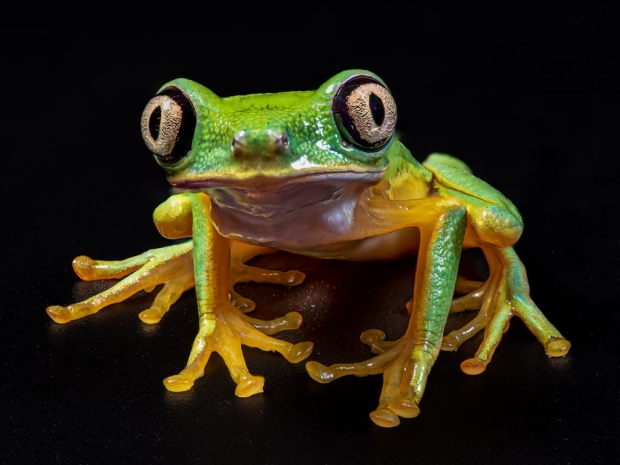 Image of a gold and green frog with a black background.