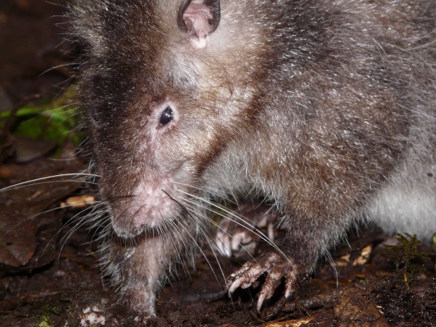 silvery gray giant rat