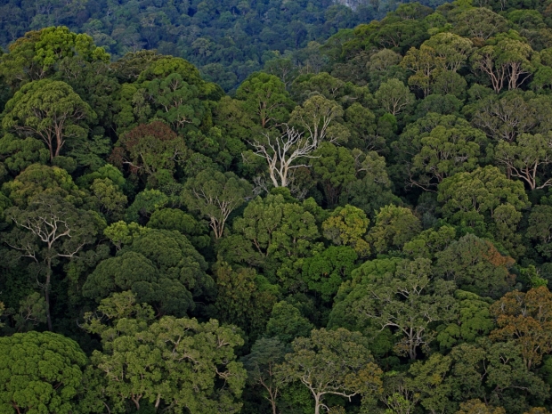Aerial view of crowded tree cover.