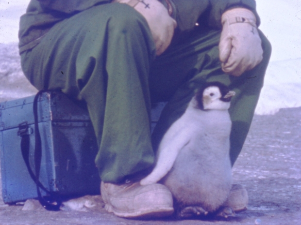 Small penguin standing between the feet of a man. He is sitting on a trunk, and wears a green snowsuit with a hood and gloves.