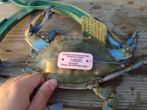 crab with tag by the Smithsonian Environmental Research Center name and phone number