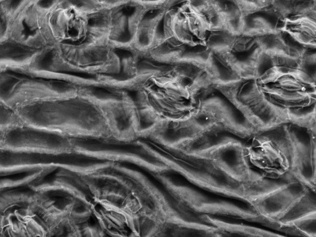 Magnified leaf surface