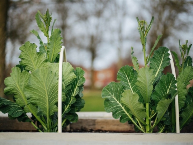 Close-up of two green leafy plants in a garden box. 